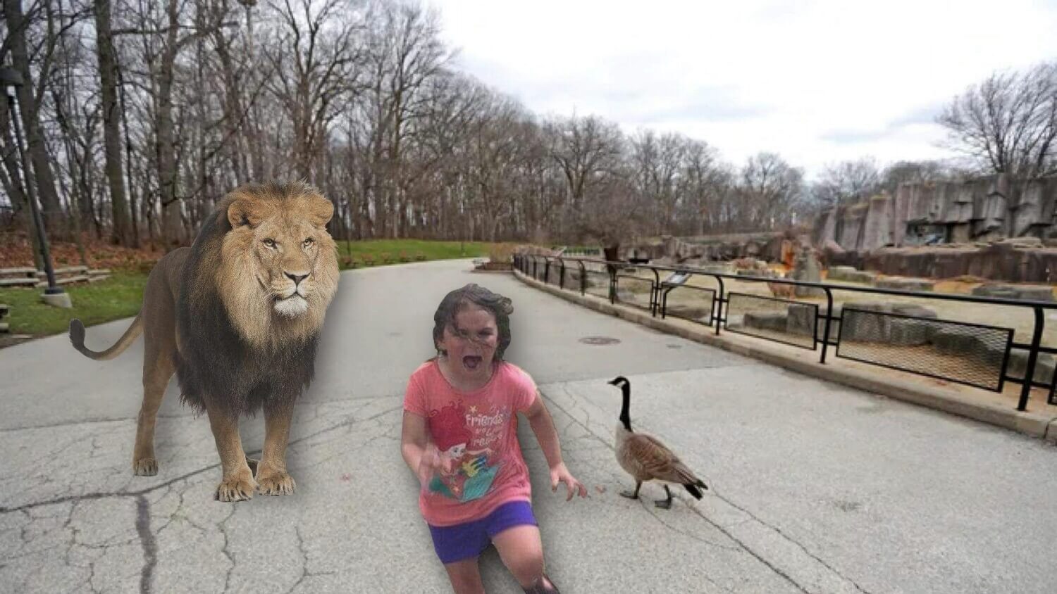 Milwaukee Zoo Letting Lions Roam Grounds To Cut Ever Growing Enclosure